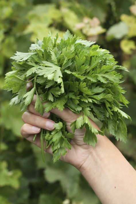 Harvesting Fresh Parsley - How, When And Where To Cut Parsley Plants Growing Parsley, Clematis Armandii, Parsley Plant, Harvesting Herbs, Herbs Indoors, Toxic Water, Olive Garden, Growing Herbs, Covent Garden