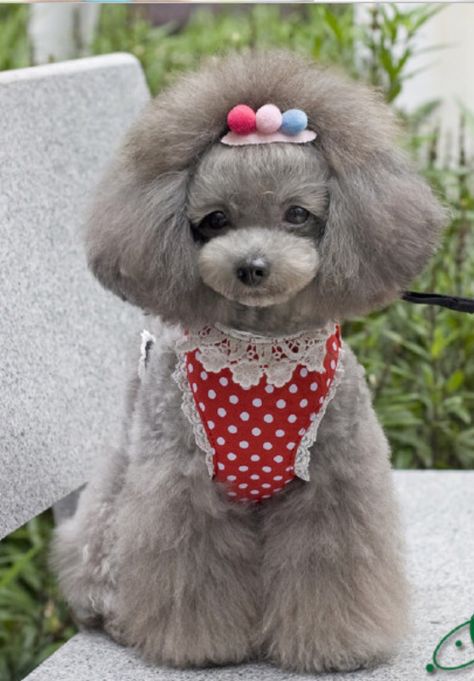 So sweet Dog Grooming Styles, Poodle Cuts, Toy Poodles, Poodle Grooming, Dog Haircuts, Dog Grooming Business, Pretty Dogs, Teacup Puppies, Yorkie Puppy