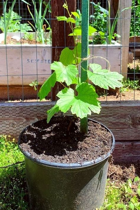 Grapes In Containers, Grow Grapes, Grapevine Growing, Grape Vine Plant, Grape Tree, Growing Vegetables In Pots, Grape Plant, Patio Plans, Herb Containers