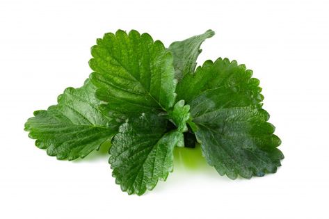 Premium Photo | Green strawberry leaf isolated over white background Strawberry Collage, Pile Of Strawberries, Strawberry Close Up, White Background With Green Leaves, Strawberry Leaf, Green Leafy Background, Strawberry Plant, Strawberry Leaves, Green Strawberry