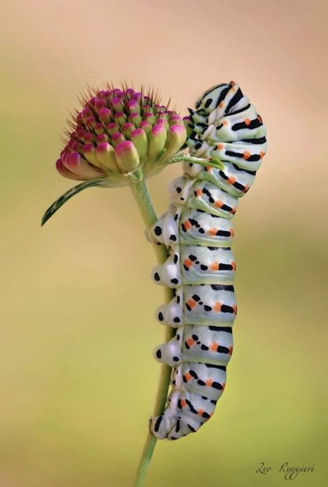 Colorful Caterpillar, Caterpillar Painting, Caterpillar Aesthetic, Caterpillar Photography, Caterpillar Pictures, Crazy Caterpillars, Caterpillar Insect, Caterpillar Art, Caterpillar Eating Leaves