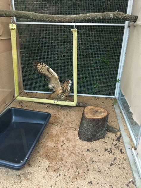 Firehose owl perch/swing. Adjust the height/fasteners (screwed in vs. Clipped) to adjust the swinging.  Ensure tight weave firehose to make sure no talons can get caught and monitor for fraying/wear. For Nimbus Wolf Enrichment, Raptor Enrichment, Elephant Enrichment, Bird Enrichment, Primate Enrichment, Zoo Enrichment, Falconry Equipment, Animal Rescue Ideas, Enrichment Projects