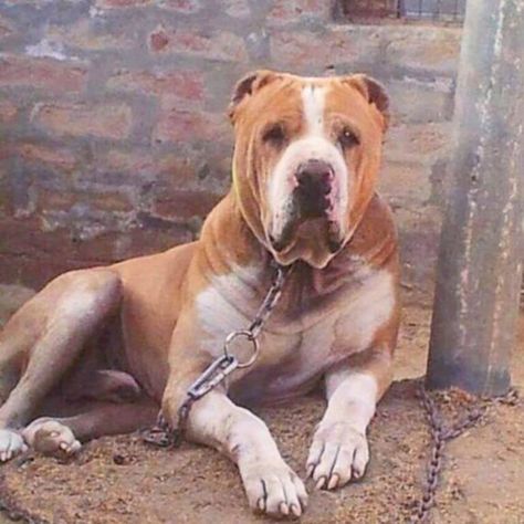 Bully Kutta Bully Kutta, Bully Dogs, Big Dog Breeds, Bully Dog, Big Dog, Working Dogs, Shelter Dogs, Big Dogs, Dog Breeds