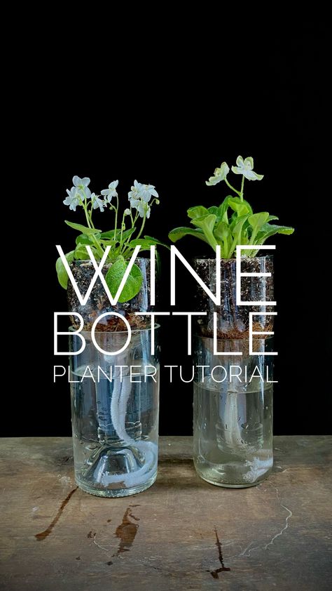 Wine Bottle Planter Tutorial — Plant Daddy Podcast Wine Bottle Herb Garden, Wine Bottle Herb Garden Self Watering, Wine Bottle Plant Waterer, Wine Bottle Plant Propagation, Wine Bottle Pendant Lights, Wine Bottle Planter Self Watering, Wine Glass Planter, Wine Bottle Planter Diy, Wine Bottle Uses