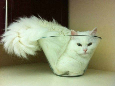 35 Funny Pictures of Cats Stuck in Places They Shouldn't Be #funnycats #funnyanimals #cats #lol #catmemes Cats On Glass Tables, Weird Places, Funny Cat Compilation, Wet Cat, Cat Sleeping, Funny Cat Pictures, Cat Owners, Crazy Cat Lady, Cat Photo