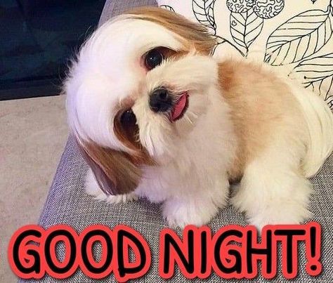 Good Night Memes Funny, Good Night Gifs Funny, Nighty Night Quotes, Good Morning Puppy, Funny Good Night Images, Good Night Hug, Good Night My Friend, Good Night Funny, Good Evening Greetings