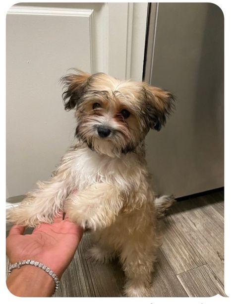 Forest is an adoptable yorkshire terrier searching for a forever family near Century City, CA. Use Petfinder to find adoptable pets in your area. Terrier Poodle Mix, Terrier Poodle, Poodle Mix Dogs, Smart Coat, Century City, Poodle Mix, Forever Family, Yorkshire Terrier, Four Legged