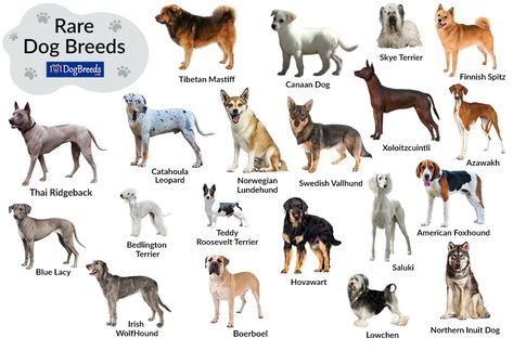 List of Large and Small Rare Dog Breeds with Pictures Dog Breeds Chart, Cutest Dog Breeds, Northern Inuit Dog, Unusual Dog Breeds, Loyal Dog Breeds, Dog Infographic, Types Of Dogs Breeds, Swedish Vallhund, Rare Dogs