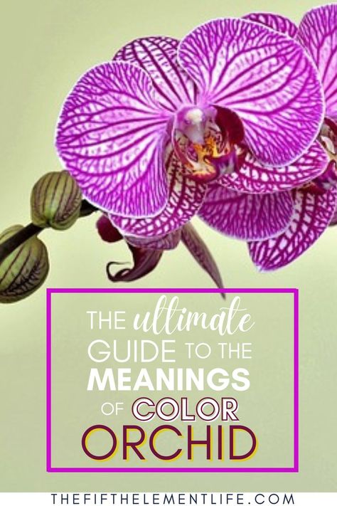 Meanings of The Color Orchid Orchid Meaning, Purple Meaning, S Meaning, Color Symbolism, Web Colors, Orchid Color, Flower Meanings, Orchid Purple, Shade Of Purple