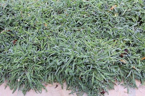 Dymondia margaretae (Silver Carpet) Grass Alternative, Silver Carpet, Perennial Ground Cover, Lawn Alternatives, Perennial Grasses, Ground Covers, Animals And Plants, Fragrant Garden, Colorful Succulents