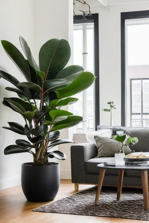 13 Best Indoor Plants For Health Easy Houseplants Indoor Plants, Giant Plants Indoors, Lounge Room Plants, Indoor Fig Plant, Large Floor Plants, Large Fake Plants Living Rooms, Real Indoor Plants, Large Houseplants Indoor, Best Large Indoor Plants