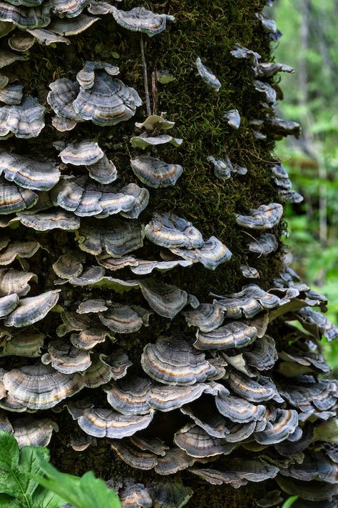 Turkey Tail Mushrooms Photos, Download The BEST Free Turkey Tail Mushrooms Stock Photos & HD Images Turkey Tail Mushrooms, Mushroom Stock, Turkey Tail Mushroom, Forest Mural, Turkey Tail, Mushroom Tattoos, Edible Mushrooms, Mushroom Powder, Improve Gut Health