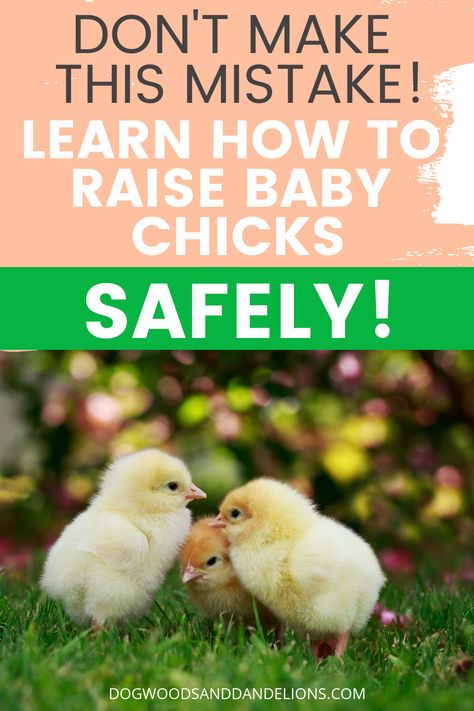 While you need quite a few items to raise baby chicks, there is ONE thing that is very important to ensure their safety (and yours!) You don't want to endanger your baby chicks or family. Check out this post for how to raise chicks safely. #dogwoodsanddandelions Raising Baby Chicks, Raising Turkeys, Urban Chicken Farming, Baby Chicks Raising, Chicken Diet, Raising Chicks, Urban Chickens, Raising Backyard Chickens, Keeping Chickens