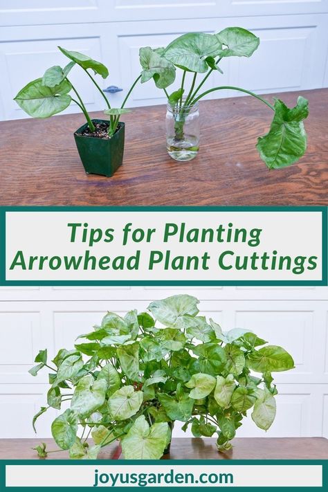 Large Houseplants, Small Houseplants, Indoor Plant Care Guide, Repotting Plants, Easy Indoor Plants, Plant Inspiration, Easy Care Houseplants, Arrowhead Plant, Growing Plants Indoors