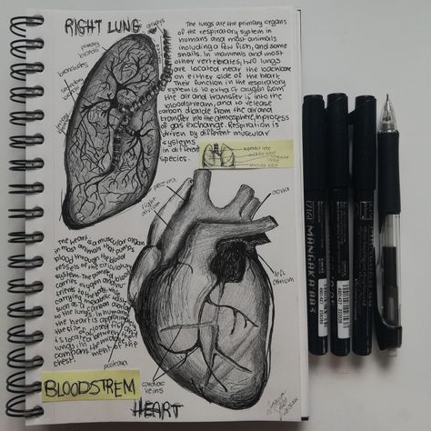 Dark Biology Aesthetic, Biology Sketchbook, Notes Aesthetic Biology, Human Biology Aesthetic, Biology Sketches, Biology Astethic, Aesthetic Biology, Biology Revision Notes, Bullet Journal Boxes