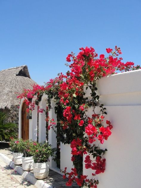 climbing flower vines, climbing red pink flowers on a white house, Greece Backyard, Floral Aesthetics, Fence Plants, Garden Fence Panels, Natural Fence, Living Fence, Concrete Fence, Home Exchange, White Fence