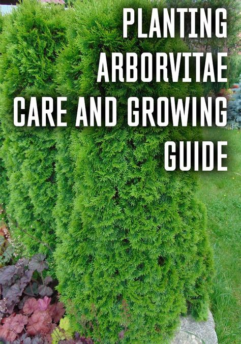 Arborvitae Privacy Fence Ideas, Green Arborvitae Landscaping, Arborvitae Landscaping Privacy Hedge, Arbivortae Landscaping, Landscaping With Arborvitae, Arborvitae Landscaping Ideas, Emerald Arborvitae Landscaping, Arborvitae Privacy Fence, Arborvitae And Hydrangea Landscaping