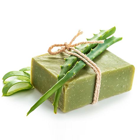 Aloe Vera Soap Manufacturers in India - We at HCP Wellness are the leading Herbal Aloe Vera Body Soap Manufacturers & Suppliers in India, that serves the utmost quality. Aloe Vera Soap, Natural Aloe Vera, Soap Base, Private Label, Aloe Vera, Dish Soap, Moisturizer, Soap, India