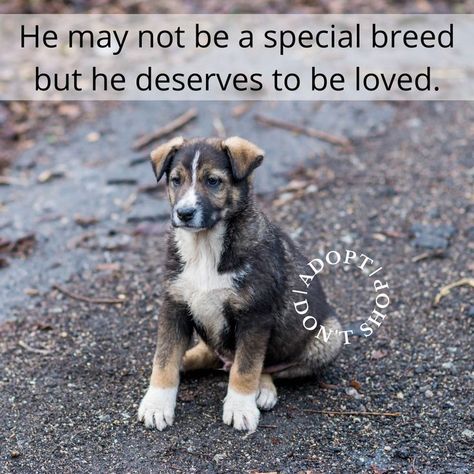 Dog Adoption Quotes, Cute Dog Quotes, Adoption Quotes, Dog Training Ideas, Street Dogs, Dog Brain, Training Ideas, Puppy Training Tips, Bad Behavior