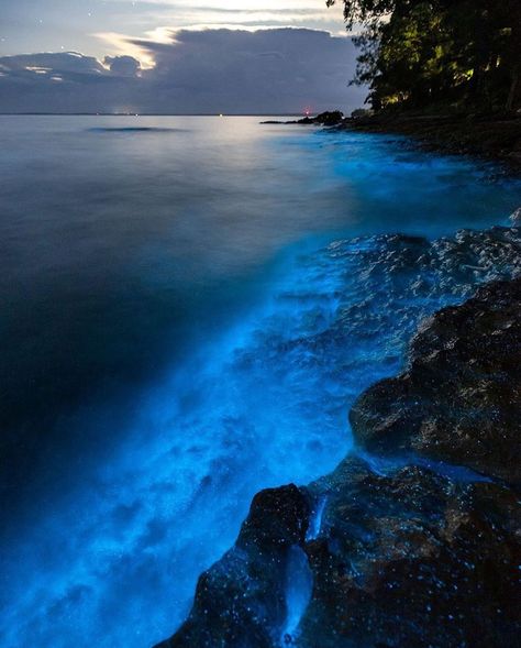 bioluminescence produced by algae along the shore. some living organisms emit light through a chemical reaction called chemiluminescence, where a light-emitting molecule reacts with an enzyme causing a glow. fireflies are a common example, but this also happens along beaches due to large algae blooms of plankton. - - - #bioluminescence #naturewonders #algaeblooms #chemiluminescence #plankton #naturalbeauty #fireflies #beachlife Bioluminescent Algae, Bioluminescent Plankton, Living Organisms, Chemical Reaction, Chemical Reactions, Firefly, Sea Creatures, Beach Life, Aesthetic Pictures