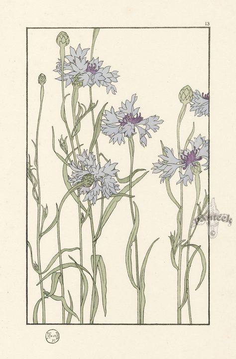 Foord Pochoir Flower Studies 1901 Fiori Art Deco, Flower Studies, Fleurs Art Nouveau, Bijoux Art Nouveau, Art Nouveau Flowers, Art Nouveau Floral, Trendy Art, Floral Illustration, Botanical Drawings