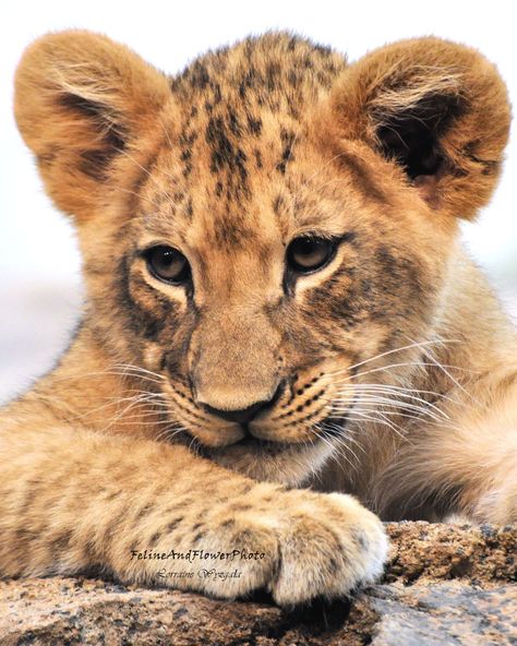 Lion Drawings, African Animals Photography, Cubs Wallpaper, Lion Photo, Big Cats Photography, Baby Cubs, Lion Cubs, Lion Baby, Female Lion