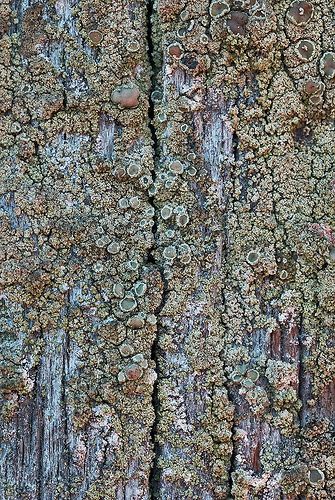 dry, on telephone pole, Seattle image 2cm across www.anbg.gov.au/lichen/ecology-polution.html: Though sulphur dioxide is very damaging to many lichens some are highly tolerant. In the 19th century when coal was a common fuel the resulting smoke was rich in sulphur dioxide and lichen 'deserts' were typical around industrial centres, with very few species (or even none) to be found in such areas. The crustose lichen Lecanora conizaeoides tolerates high sulphur dioxide concen... Crustose Lichen, Telephone Pole, Sulphur Springs, England And Scotland, Industrial Revolution, Clean Air, Ecology, City Photo, 19th Century