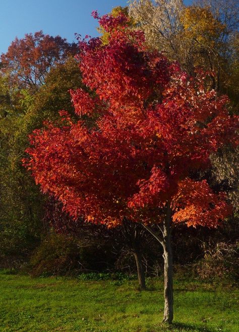 Tree Tattoo Green, Red Maple Tree Landscaping, Maple Tree Tattoo, Maple Tree Landscape, Maple Tree Tattoos, Japanese Red Maple, Birch Tree Wedding, Willow Tree Tattoos, Tattoo Tree