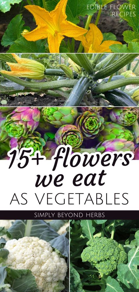 This is the ultimate list of over 15 flowers we can eat as vegetables. Eating edible flowers not just for their beauty but as a delicious nutrient-dense vegetable is a great. From zucchini flowers to cauliflower to pumpkin flowers, this collection of all the best edible flowers that are considered vegetables is what you need to start incorporating more healthy vegetables into your diet. Get more edible flower recipes, healthy recipes, and vegetable side dishes at simplybeyondherbs.com Pumpkin Flower Recipe, Vegetable Flowers, Okra Plant, Flower Recipes, Pumpkin Flowers, Chive Blossom, Edible Flowers Recipes, Zucchini Flowers, Banana Blossom