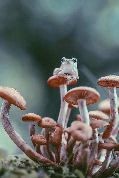 Cameron Aesthetic, Cute Animal Astethic, Frogs In Flowers, Toad On A Mushroom, Frog Astethic, Fairytale Astethic, Mushroom Athestic, Ivory Funnel Mushroom, Mushrooms Pictures