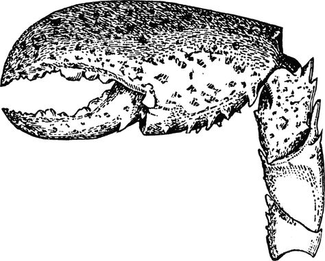 Lobster Claw Claw Drawing, Crab Pincers, Crab And Lobster, Lobster Claws, Drawing Simple, Crustaceans, Lobster Claw, Crab, Clip Art