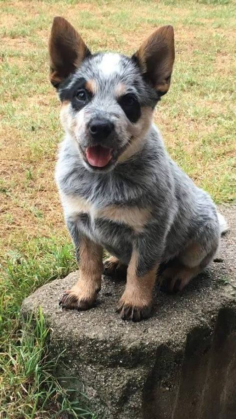 Cattle Dog Puppy, Aussie Cattle Dog, Austrailian Cattle Dog, Blue Heeler Puppies, Cattle Dogs Rule, Foto Cowgirl, Heeler Puppies, Blue Heeler Dogs, Australian Cattle Dogs