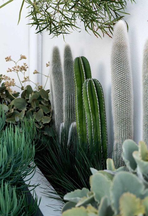 Cactus Garden Design, Succulent Garden Design, Perennial Vegetables, Dry Garden, Coastal Gardens, Desert Garden, Garden Landscape Design, Succulent Garden, Cactus Garden