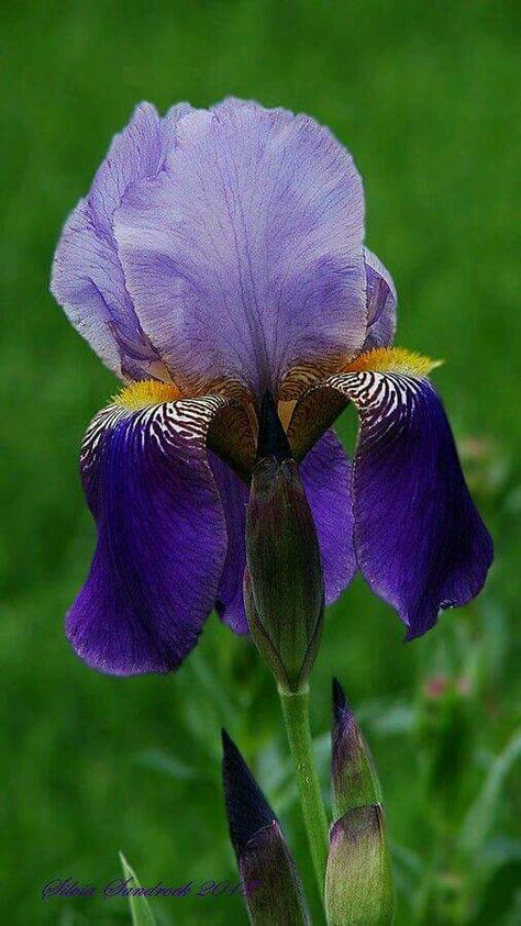 Yellow Iris, Iris Painting, Green Field, Iris Garden, Iris Flower, Bokeh Background, Purple Iris, Bearded Iris, Iris Flowers