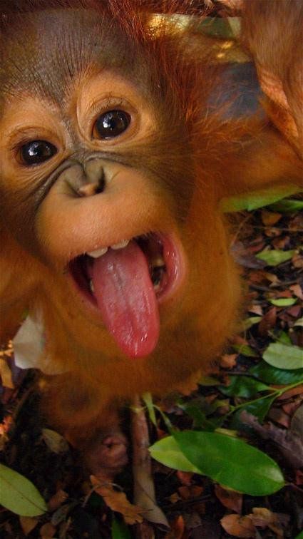 Embedded image Baby Orangutan, Cute Monkey, Cute Animal Pictures, Primates, Cute Creatures, Sweet Animals, Animal Planet, An Animal, Animals Friends