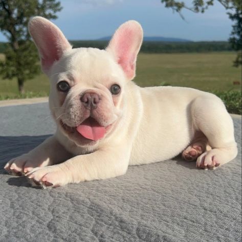 French Bulldog Fawn, Frenchie Bulldog Puppy, Pets Photos, Cute Small Dogs, Golden Retriever Funny, Frenchie Lovers, Bed Dog, Frenchie Bulldog, Cute Animals Puppies