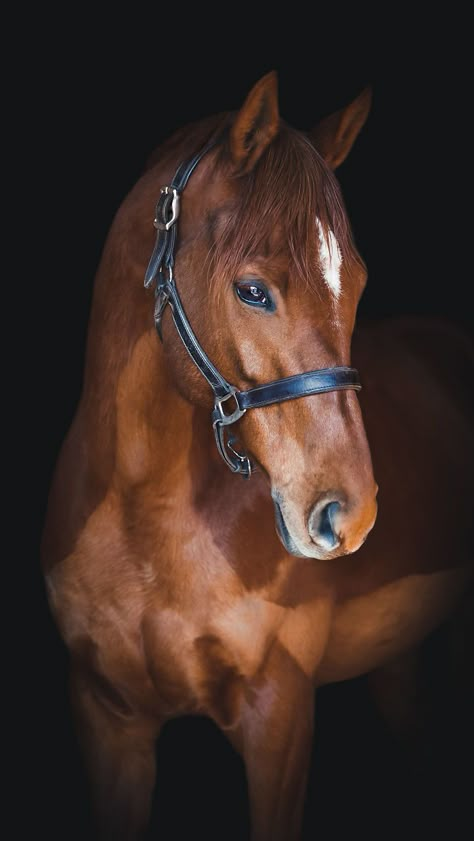 Pics Of Horses, Portrait Horse, Horse Art Photography, Horses Photography, Horse Portraits, Horse Images, Horse Photo, Horse Portrait Painting, Horse Portrait Photography