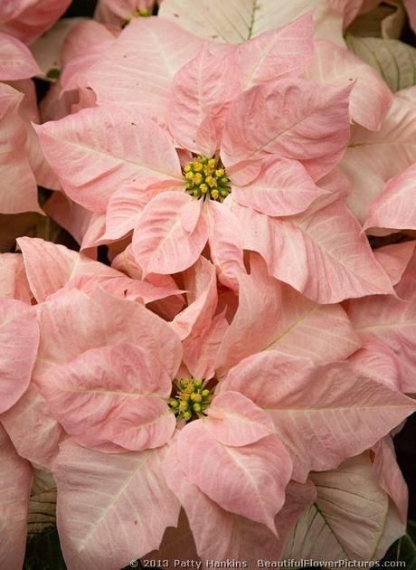 POINSETTIA~Soft Pink Poinsettias. @christianbook Futile Devices, Christmas Botanicals, Pink Poinsettia, Poinsettia Care, Poinsettia Plant, Apartment Plants, Christmas Flower Arrangements, Christmas Plants, Flower Guide