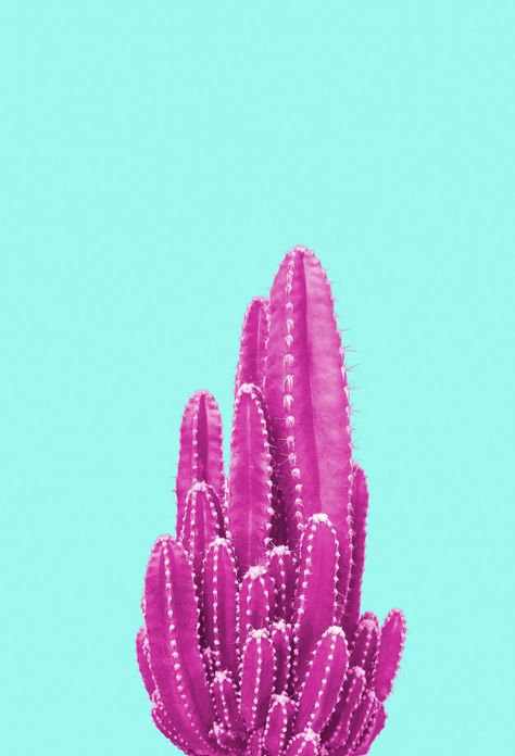 Pink cactus on turquoise background Premium Photo Cactus Iphone Wallpaper, Pink And Turquoise Aesthetic, Wallpapers Rosa, Wallpaper Rosa, Cactus Rose, Pink Cactus, Bright Winter, Turquoise Background, Cactus Art