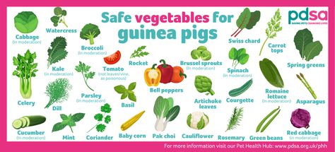 Your guinea pig’s diet - PDSA Pig Diet, Cauliflower Leaves, Guinea Pig Diet, Rosemary Green, Guinea Pig Food, Pig Food, Green Kale, Pigs Eating, Pet Guinea Pigs