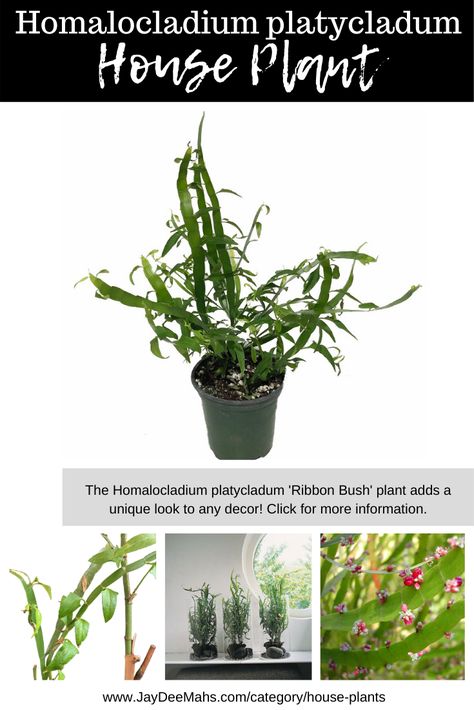 The Homalocladium platycladum 'Ribbon Bush' plant adds a unique look to any decor! Click for more information.. #houseplants #indoorplants #indoorjungle #tapewormplant #plantroom Ribbon Plant, Bush Plant, Plant Help, Plants To Grow, Unusual Plants, Indoor Jungle, Unique Plants, Room With Plants, Small Leaf