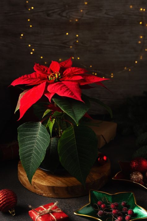 Poinsettia Wallpaper Iphone, Christmas Flower Wallpaper, Poinsettia Aesthetic, Poinsettia Christmas Tree, Christmas Flowers Poinsettia, Pointsetta Flower, Poinsettia Photography, Sunflower Centerpieces Diy, Flower Christma Tree