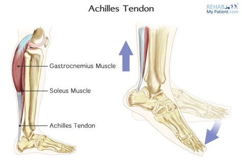 Ankle Anatomy, Achilles Tendinopathy, Soleus Muscle, Gastrocnemius Muscle, Sports Physical Therapy, Achilles Tendon, Lower Extremity, Knee Pain Relief, Shock Wave