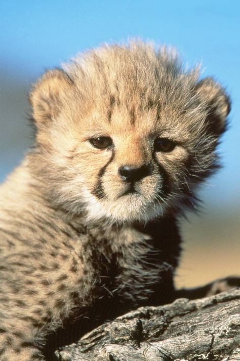 Cheetah Baby, Cheetah Cub, Popular Images, Cute Cheetah, Cheetah Cubs, Baby Cheetahs, Pretty Animals, Silly Animals, Cute Wild Animals