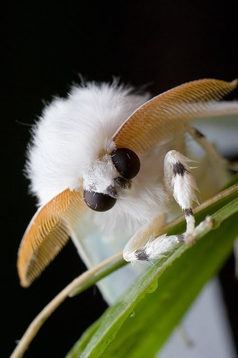 Another Cute and Fluffy Moth | 17 Incredible Insects You Won’t Believe Exist Venezuelan Poodle Moth, Poodle Moth, Macro Fotografia, Cute Moth, Cool Insects, Moth Caterpillar, Cool Bugs, Beautiful Bugs, Creepy Crawlies