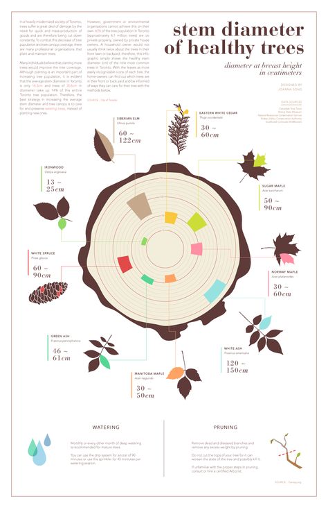 Trees Infographic, Photoshop Illustration Tutorial, Data Visualization Infographic, Tree Id, Infographic Design Layout, Information Poster, Infographic Illustration, White Cedar, Cute Love Stories