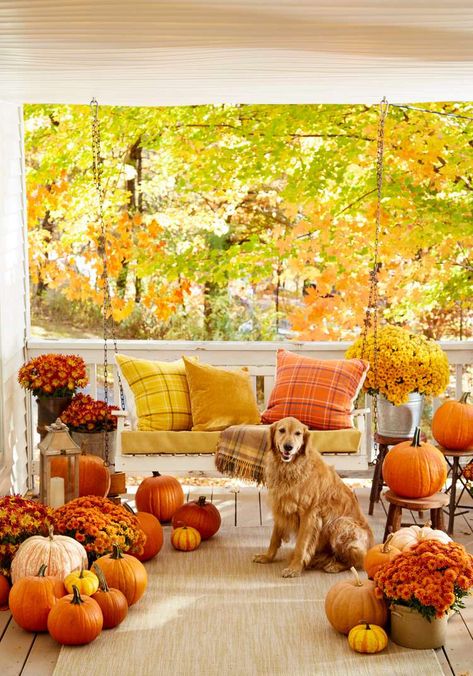 22 Festive Fall Front Porch Ideas for a Welcoming Autumn Look Rustic Signage, Mums In Pumpkins, Fall Front Porch Ideas, Fall Color Schemes, Fall Porch Decor, Fall Mums, Ornamental Kale, Halloween Front Porch, Fall Front Porch