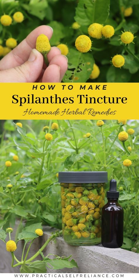 Spilanthes Tincture Toothache Plant Tincture, Spilanthes Tincture, Garden Grimoire, Lavender Tincture, Toothache Plant, Tincture Recipes, Herbal Knowledge, Plant Remedies, Lemon Balm Tincture