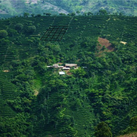 Did you know that Samuel and Paula, producers of our Santa Elena coffee, have a mission to hire more women into the coffee industry? 👩‍🌾🙌☕️ In addition to mentoring women on their farm, they also employ innovative techniques to ensure their farm is sustainable, like introducing lady bugs to combat harmful pests instead of using pesticides! 💚🐞 Support Samuel and Paula's mission and work by trying a bag of our Santa Elena coffee today. It is an exceptional, naturally processed specialty coffe... Visit Colombia, Colombian Coffee, Coffee Industry, Coffee Today, Coffee Farm, Single Origin Coffee, Lady Bugs, Specialty Coffee, Pesticides