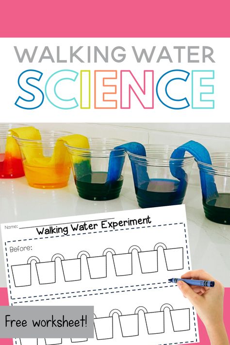 Walking Water Science Experiment, Water Theme Preschool, Walking Water Experiment, Water Experiments For Kids, Water Lessons, Water Science Experiments, Capillary Action, Walking Water, Pre-k Science